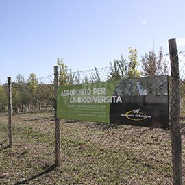 Planting a forest area north of the airport