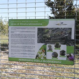 Planting a forest area north of the airport