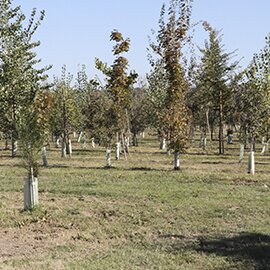 Planting a forest area north of the airport