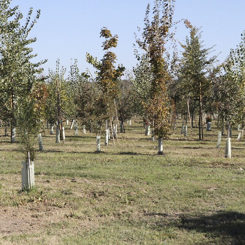 Planting a forest area north of the airport