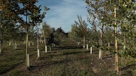 Fascia boscata aeroportuale